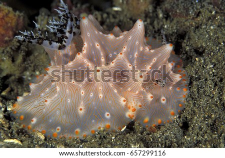 Nudibranch, Halgerda malesso, Sulawesi Indonesia.