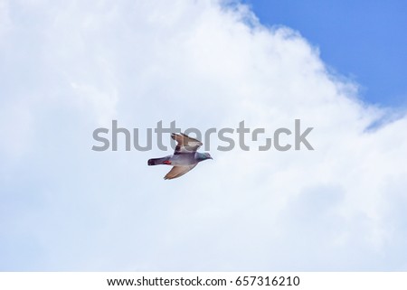 Seagull (white seabird) flying in the blue sky