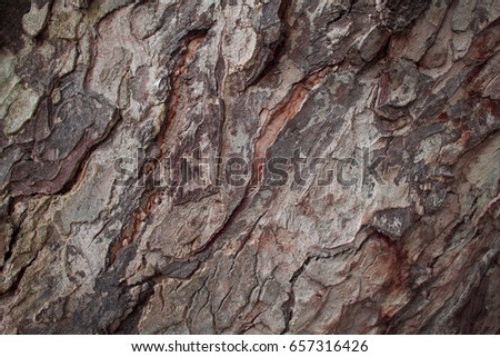 Old oak tree bark closeup texture photo. Rustic tree trunk closeup. Oak bark pattern. Textured lumber background. Weathered timber surface. Rough bark. Natural layered lumber texture. Old pine trunk