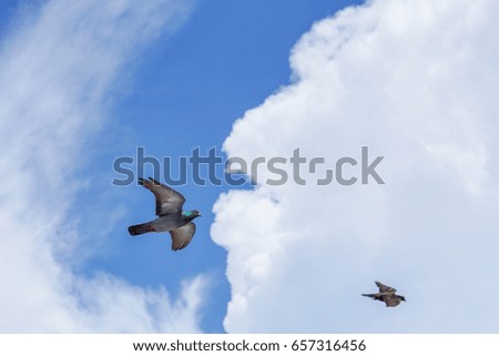 Seagull (white seabird) flying in the blue sky