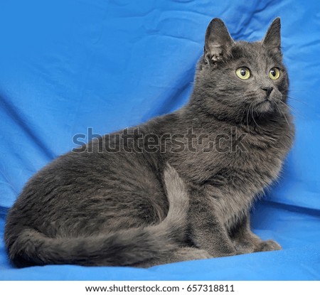 Beautiful gray cat on a blue background