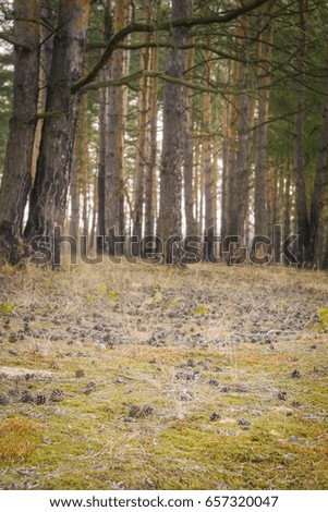 Early morning light in the pine forest, spring forest background.