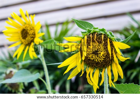 Wilted and blooming sunflower in garden look like abstract life circle or happy and sad