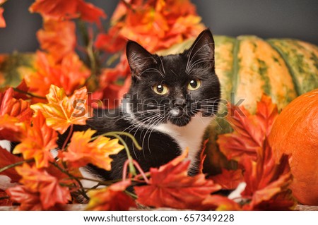 Black cat with orange pumpkins and autumn leaves