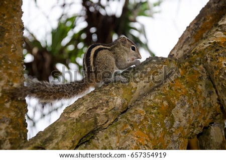 Sri Lanka. Wild Chipmunk hanging on a tree trunk.