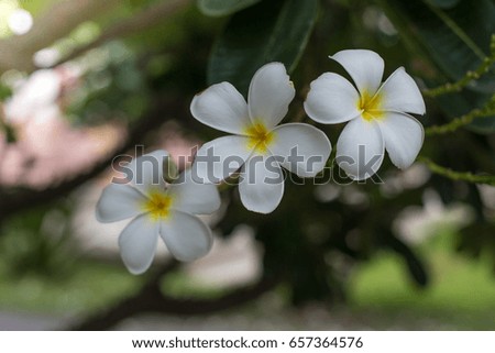 Plumeria is  symbol of Massage and spa flowers or Buddha flower