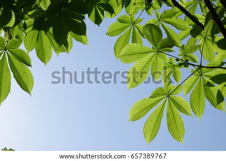 horse chestnut  leaves against blue sky Royalty-Free Stock Photo #657389767