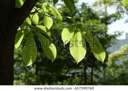 horse chestnut  leaves, sunlight