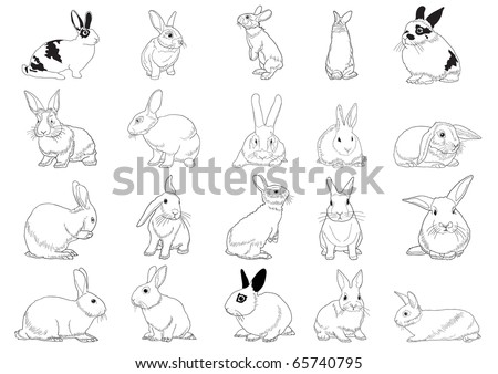 Set of rabbits isolated on white