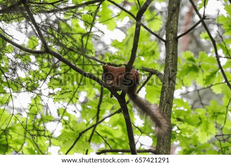 Squirrel on tree in the forest