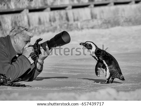 A curious Penguin goes for a closer look at a male photographer on a beach in Africa