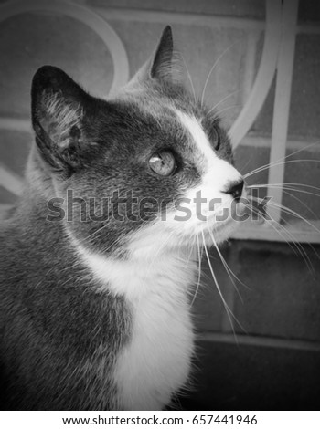 A black and white photograph of a cat with a slight vignette border. This photo was taken in Brisbane, Australia. 