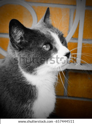 An artistically manipulated photograph of a black and grey cat in Brisbane, Australia. 