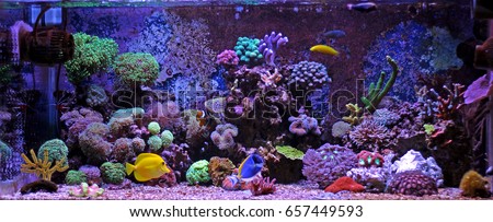 Coral reef aquarium tank Royalty-Free Stock Photo #657449593