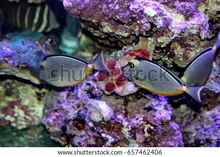 Naso lituratus , barcheek unicornfish, clown tang, naso tang, orange-spine unicornfish, lipstick tang, striped unicornfish, canbe found in the Indian Ocean and the Pacific Ocean. family Acanthuridae