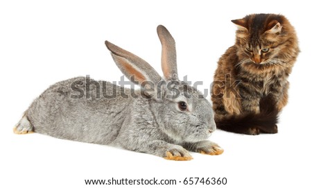 Gray rabbit and cat sitting on white background