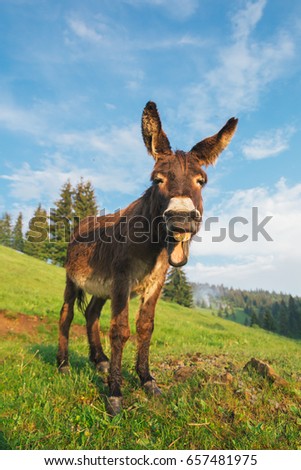 Picture of a funny donkey at sunset in Transylvania.