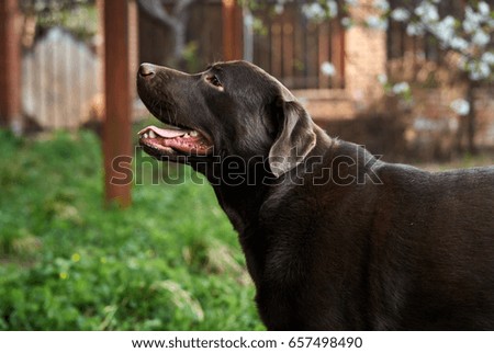 A dog, a labrador walks in the park                               