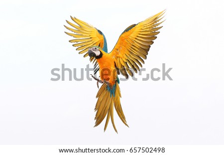 colorful flying parrot isolated on white Royalty-Free Stock Photo #657502498