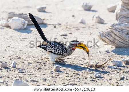 Southern Yellow-billed Hornbill (Tockus leucomelas) searching for food. Etosha national park, Namibia
