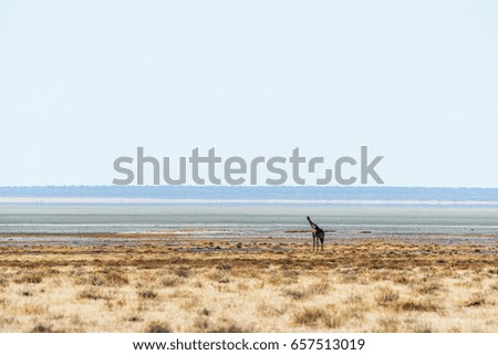 A typical landscape in Etosha. Lone giraffe in boundless african savanna. Namibia, Africa