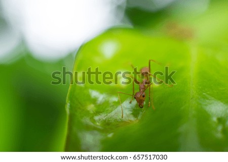 macro ant on leaf green