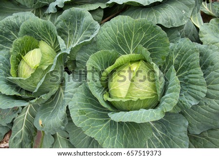 Close up fresh of big cabbage in garden
 Royalty-Free Stock Photo #657519373