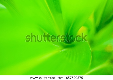 leaf plant for background or copy space