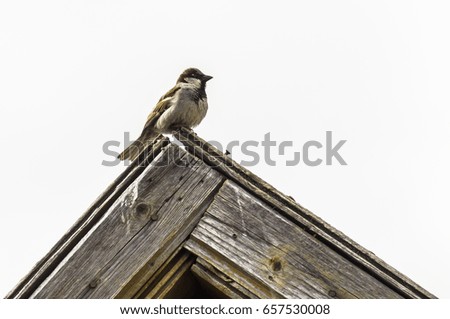 Sparrow on the roof of a village house.