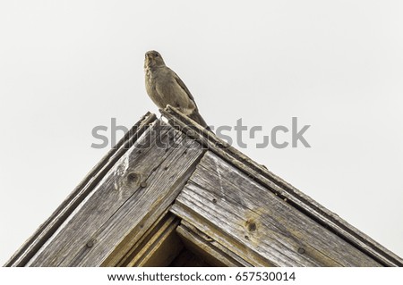 Sparrow on the roof of a village house.