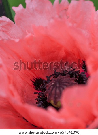 Intensive red giant poppy flower