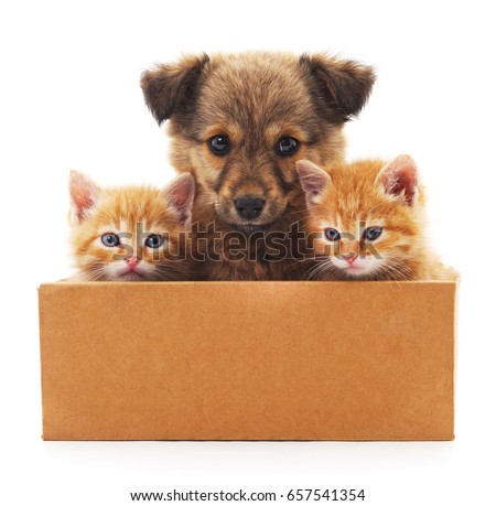 Puppy and two kittens in a box isolated on white background.