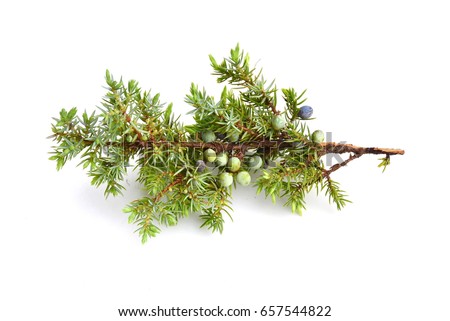 Common juniper Juniperus communis on white background Royalty-Free Stock Photo #657544822