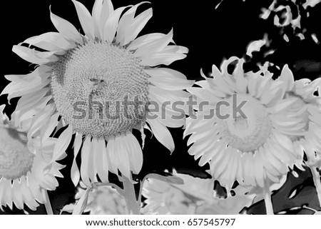 Black and white image of sunflower