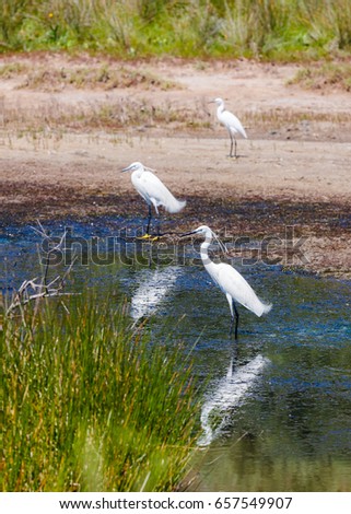 Snowy egret or great white heron (Egretta Thula) standing still in lake or swamp in protected natura environment in Greece
