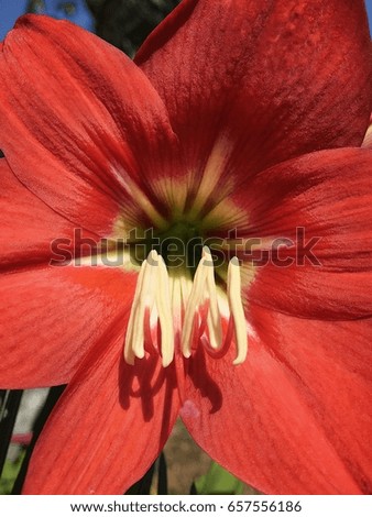 Close up of  tropical Lily flower in the garden.