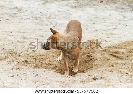 Asian dog is digging a hole in the sand on summer. [Thai Dog breed]
