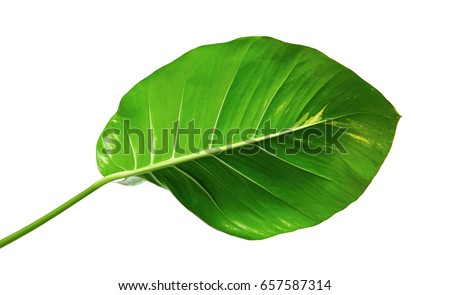 Devil's ivy, Golden pothos, Epipremnum aureum, Heart shaped leaves vine with large leaves isolated on white background, with clipping path Royalty-Free Stock Photo #657587314