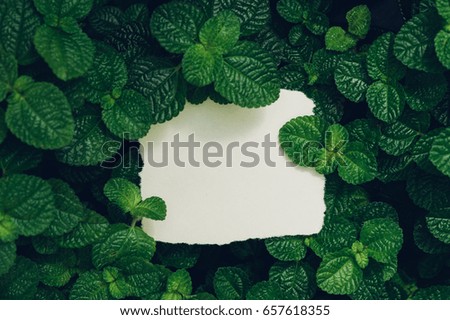 Layout made of leaves with paper card note. Flat lay. Nature concept. Green leaves. Creative layout.