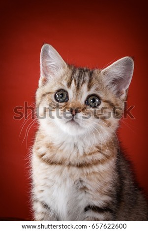 Playful Striped Scottish kitten on a red background