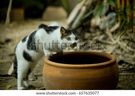 Cat thai