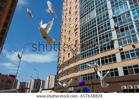 
White doves in the sky