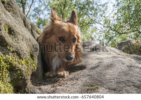 Shepher mix dog sitting on a rock examining the rock with his nose
