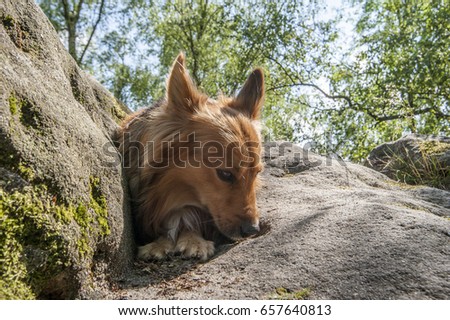 Shepherd mix dog sitting on a rock examining the rock with his nose