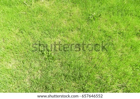 Green grass lawn background