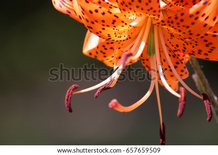 Micro picture of a Leopard Lilly