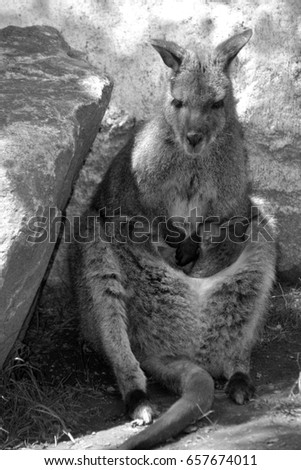 Wallaby mother and baby is any animal belonging to the family Macropodidae that is smaller than a kangaroo and hasn't been designated otherwise.