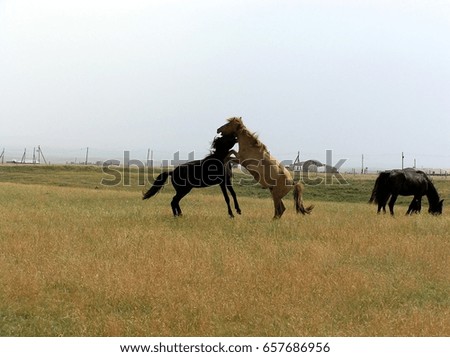 Horses play or fight in the steppe