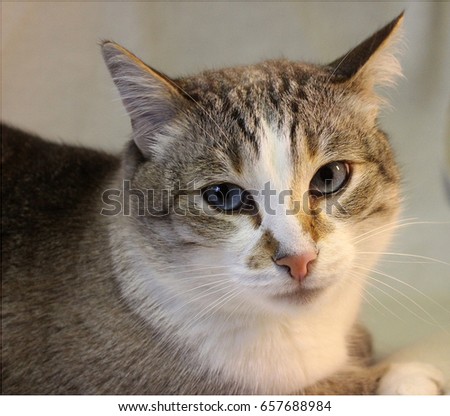 Adult cat closeup