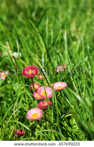 beautiful meadow flowers

